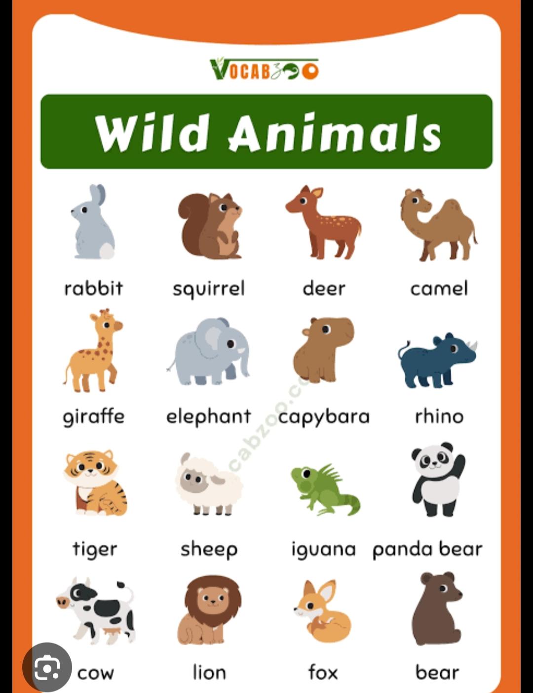 what is an animals
