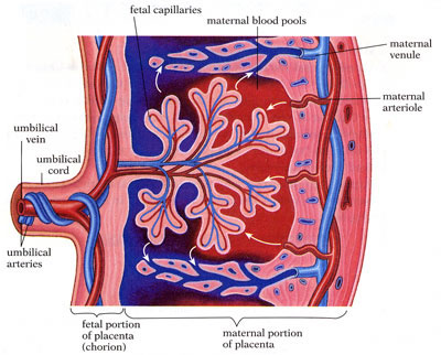 Fetal Dolaşım