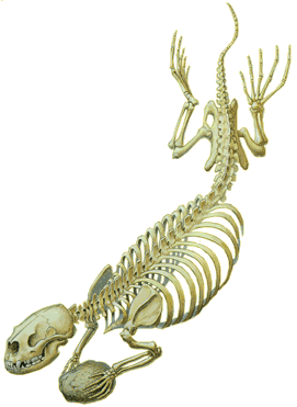 SEA OTTER