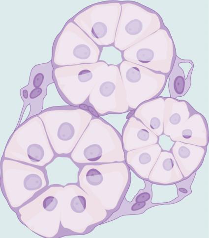 OPENSTAX BIOLOGYMAJORS CH14 FINAL