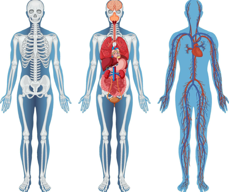 PATOLOGIK FIZIOLOGIÝA DERSI, MAKSADY WE MESELELERI. TEJRIBE USULY WE ONUŇ ÄHMIÝETI.