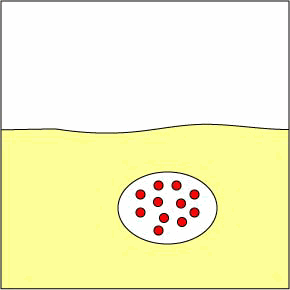 CELL TRANSPORT NOTES 2006