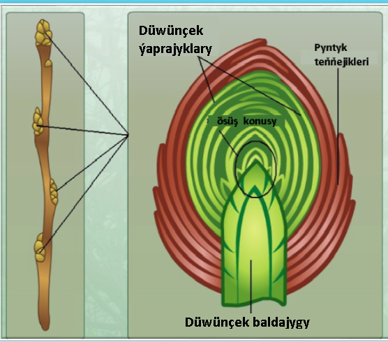 1.Pyntyk we pudak