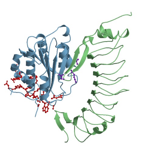 PROTEIN SECRETION