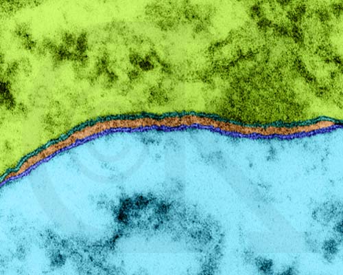 AS BIOLOGY CELL MEMBRANES