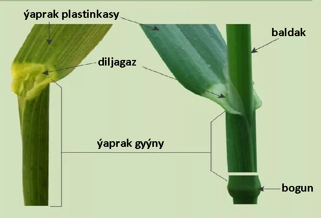 11.Däneliler maşgalasy
