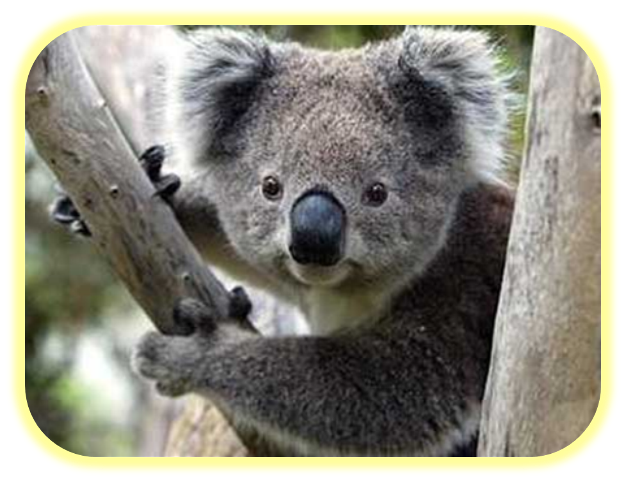 ZOO2