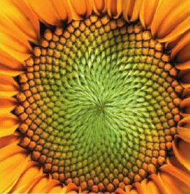 GENERAL 1