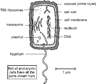 CELLS2