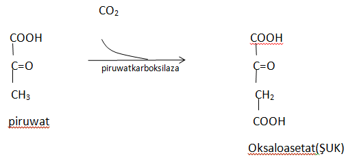 1,ARALYK ÇALŞYK, FUNKSIÝALARY. KATABOLIZM WE ANABOLIZM,STADIÝALARY. (2)