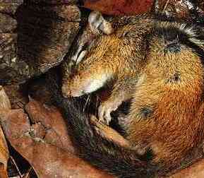 ANIMAL ADAPTATIONS 1