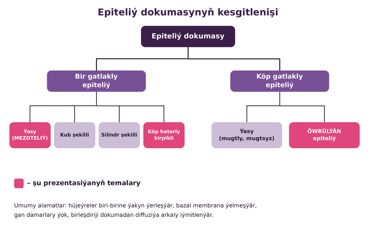 Epiteliý dokumasy 1
