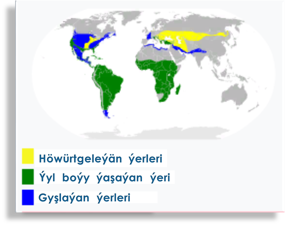 13.Leglekşekilliler otrýady