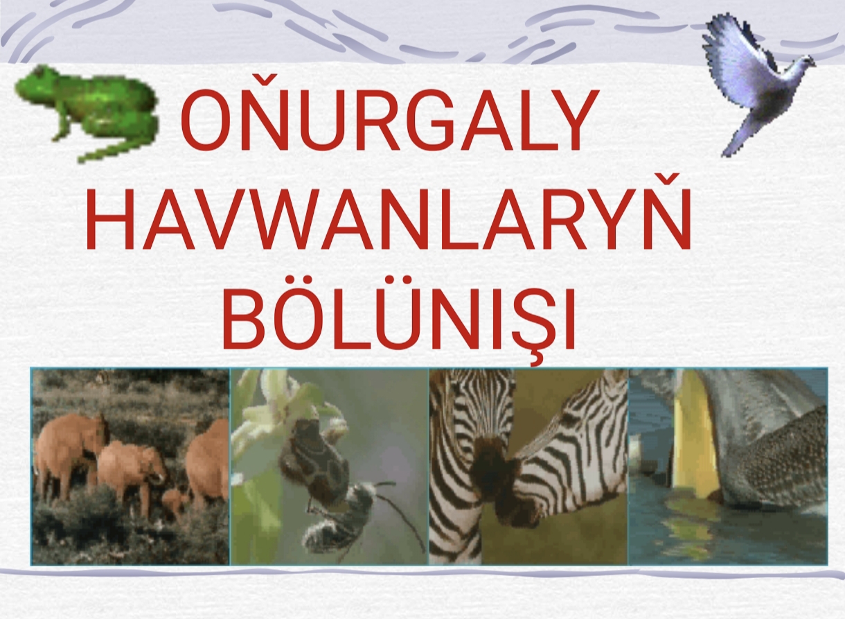 ONURGALY HAVWANLARYN BÖLÜNISI