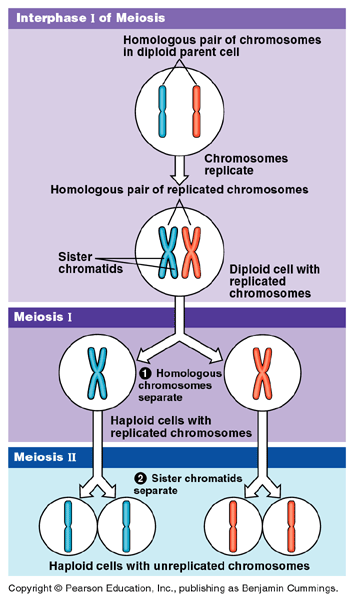 SEXUALREPRODUCTION