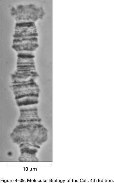 CHROMOSOME