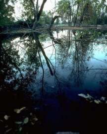 ENVIRONMENT AND FEEDING RELATIONSHIPS 1
