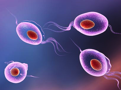 Ýönekeýjeler tipi